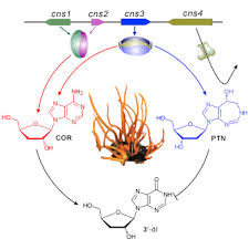 Cordicepin trong nấm đông trùng hạ thảo
