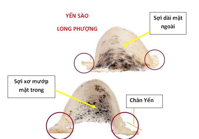 Cấu trúc của tổ yến