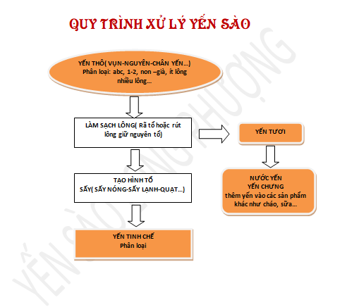 Quy trình xử lý yến sào