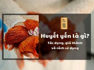 Huyết yến – Tác dụng tuyệt vời đối với sức khỏe